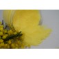 sucre mimosa -100G sucre mimosa -100G
